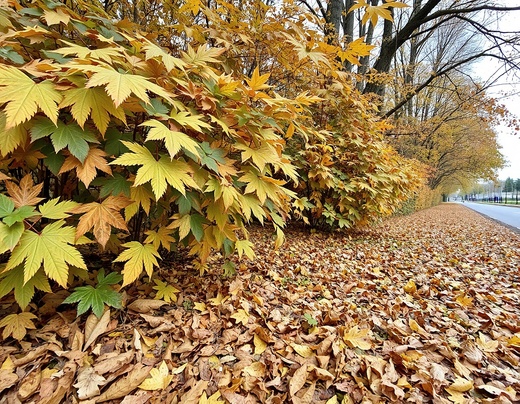 AI: Yarbo core fukar listí